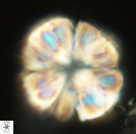 Monniotia fasciculata VR 05278