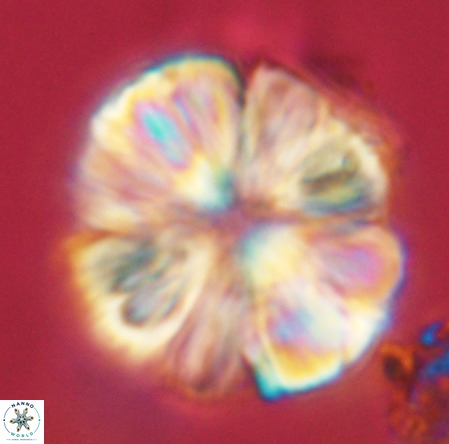 Monniotia fasciculata VR 05280