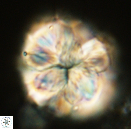 Monniotia fasciculata VR 05282