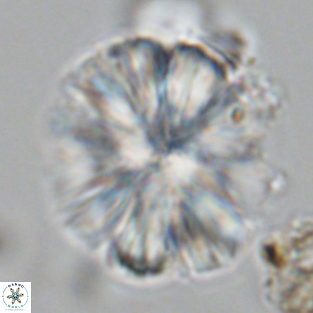Monniotia fasciculata VR 05283