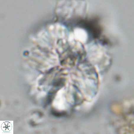 Monniotia fasciculata VR 05284