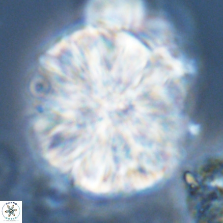 Monniotia fasciculata VR 05285