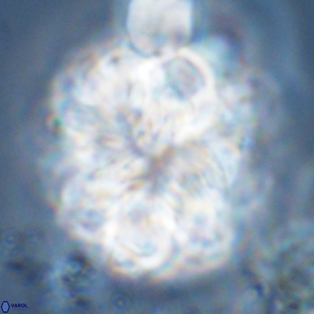 Monniotia fasciculata VR 05286