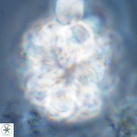Monniotia fasciculata VR 05286