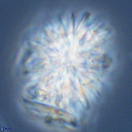 Monniatia aciformis VR 03364