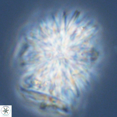 Monniatia aciformis VR 03364