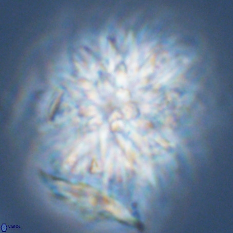 Monniatia aciformis VR 03365