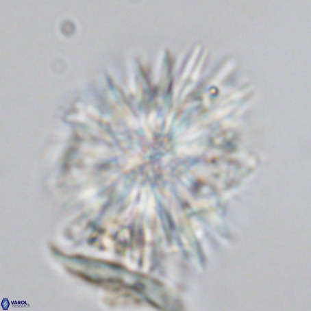 Monniatia aciformis VR 03362