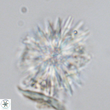Monniatia aciformis VR 03362