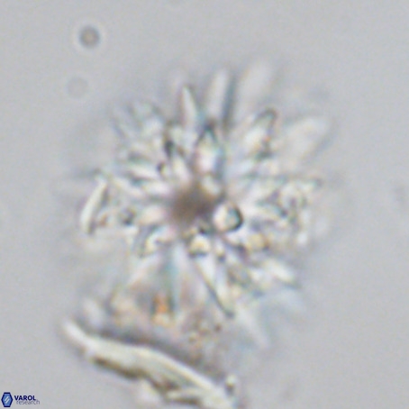 Monniatia aciformis VR 03363