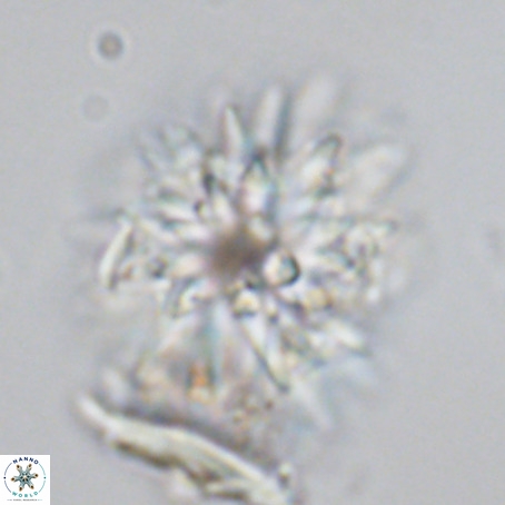 Monniatia aciformis VR 03363