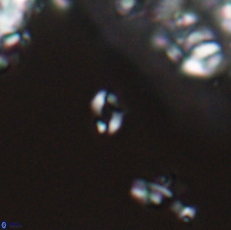 Aplofoteino kokaksuensis VR 00593