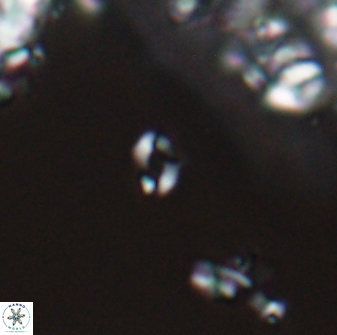 Aplofoteino kokaksuensis VR 00593