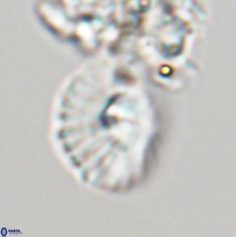 Mulleria tuzuniorum 23724