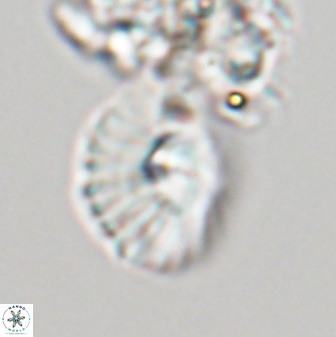 Mulleria tuzuniorum 23724