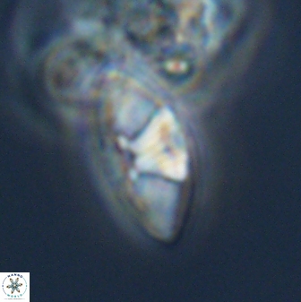 Mulleria tuzuniorum 23725