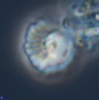 Mulleria tuzuniorum 23726