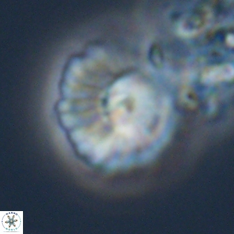 Mulleria tuzuniorum 23726