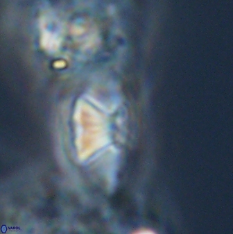 Mulleria tuzuniorum 23727