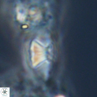 Mulleria tuzuniorum 23727