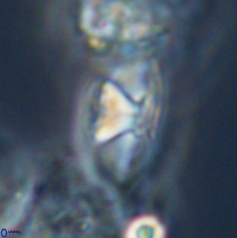 Mulleria tuzuniorum 23728