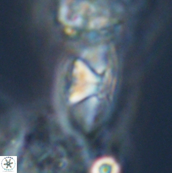Mulleria tuzuniorum 23728