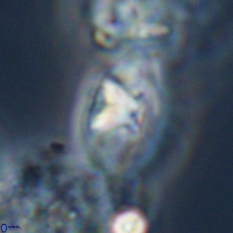 Mulleria tuzuniorum 23729