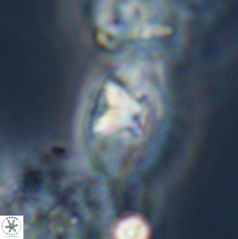 Mulleria tuzuniorum 23729