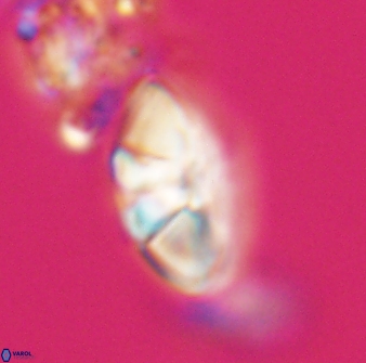 Mulleria tuzuniorum 23734