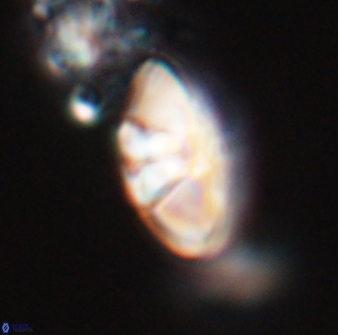 Mulleria tuzuniorum 23735