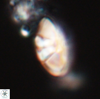 Mulleria tuzuniorum 23735