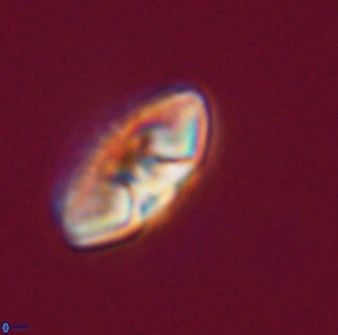 Mulleria tuzuniorum 23739