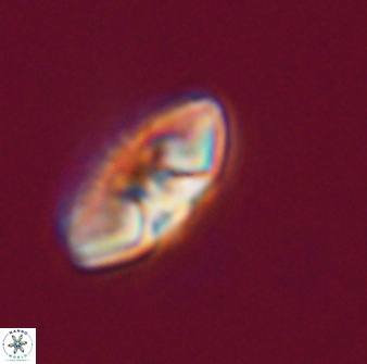 Mulleria tuzuniorum 23739