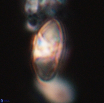 Mulleria tuzuniorum 23732