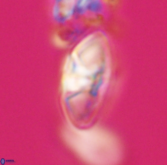 Mulleria tuzuniorum 23733