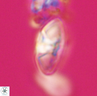 Mulleria tuzuniorum 23733