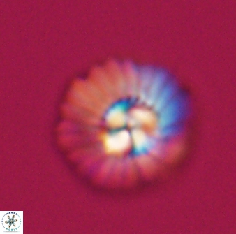 Mulleria tuzuniorum 23744