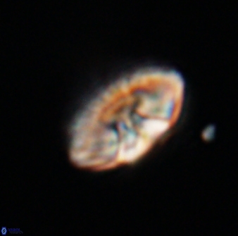 Mulleria tuzuniorum 23747