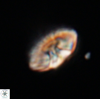 Mulleria tuzuniorum 23747
