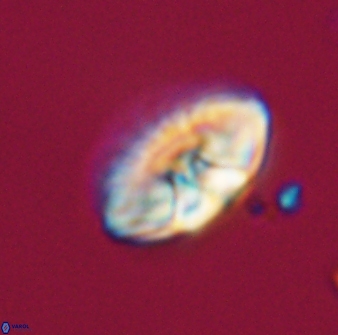 Mulleria tuzuniorum 23748