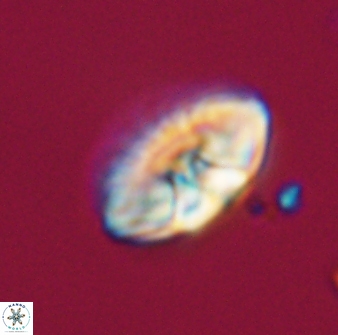 Mulleria tuzuniorum 23748