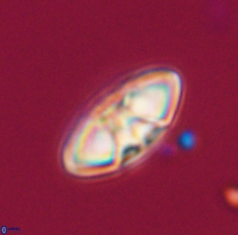 Mulleria tuzuniorum 23749