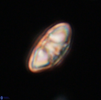 Mulleria tuzuniorum 23742