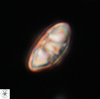 Mulleria tuzuniorum 23742