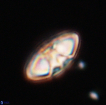 Mulleria tuzuniorum 23750