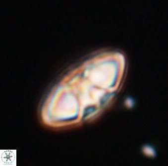 Mulleria tuzuniorum 23750