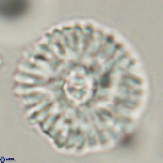 Mulleria tuzuniorum 54476