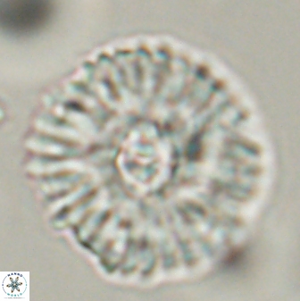 Mulleria tuzuniorum 54476