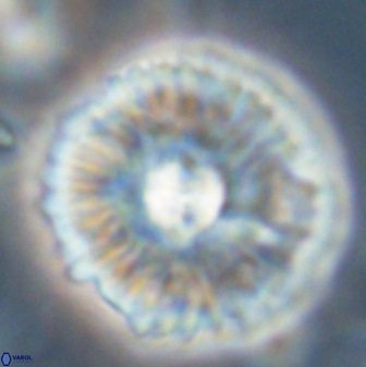 Mulleria tuzuniorum 54477