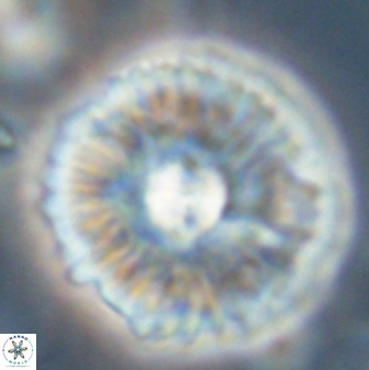 Mulleria tuzuniorum 54477